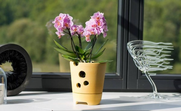 Orchideentopf